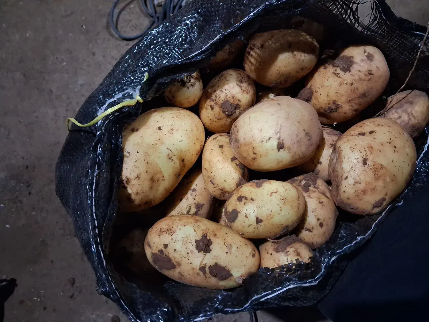 سیب زمینی جلی ممتاز|عمدهفروشی|هشترود, |دیوار