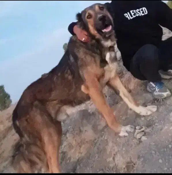 سگ سرابی|سگ|بروجرد, |دیوار