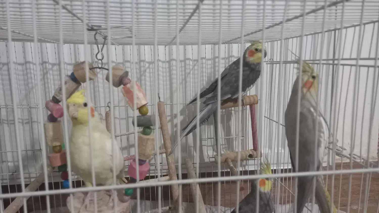 عروس هلندی|پرنده|گلبهار, شهر جدید گلبهار|دیوار