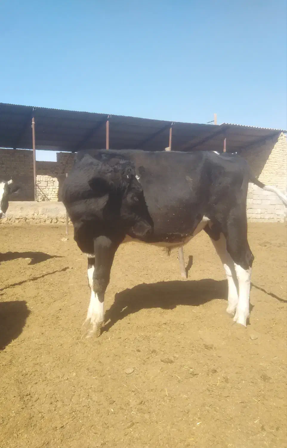 گوساله نر و ماده|حیوانات مزرعه|مرودشت, شهرک بسیجیان|دیوار