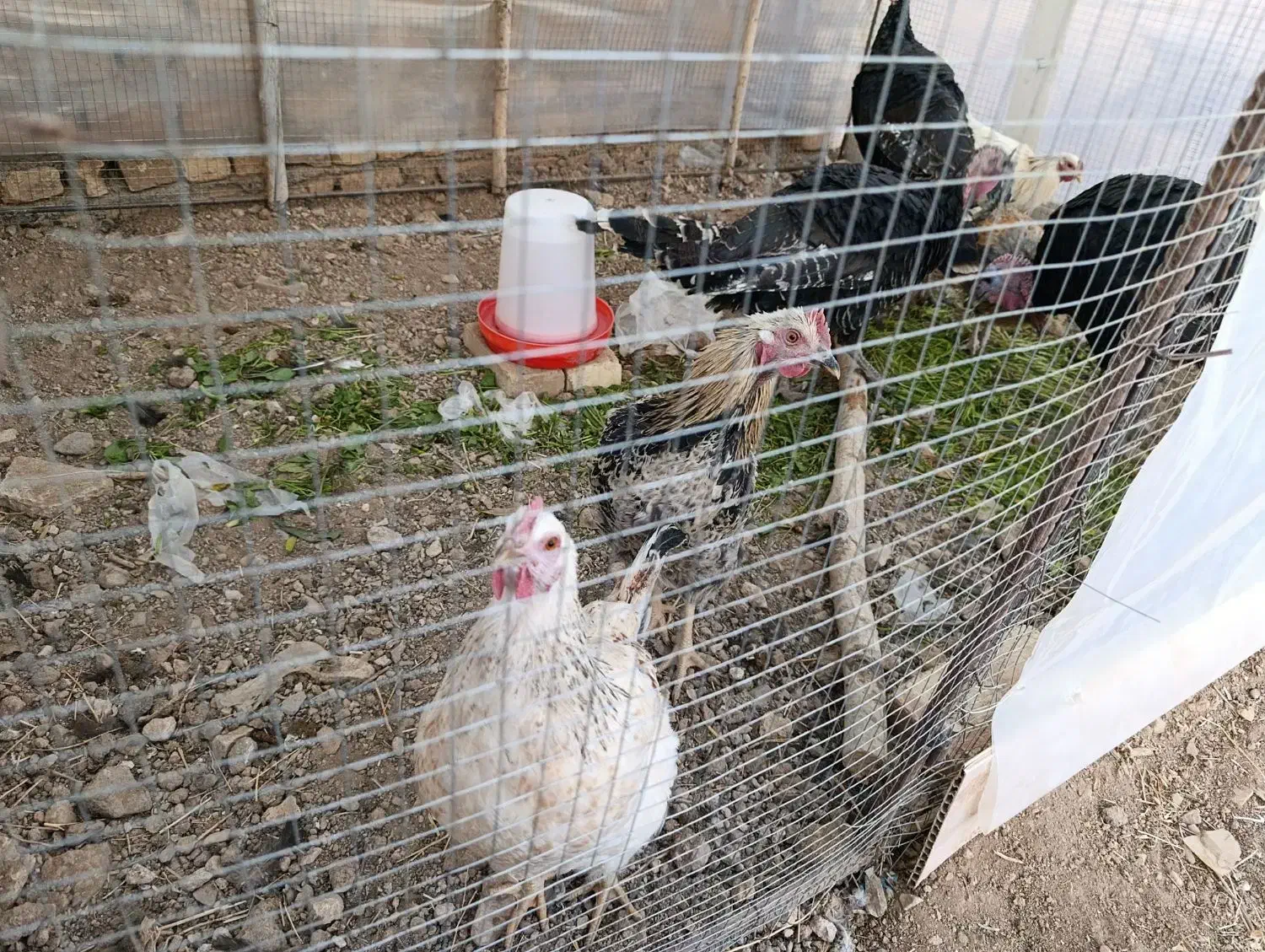 فروش جوجه برهما و محلی و گلین|حیوانات مزرعه|خرمدره, |دیوار