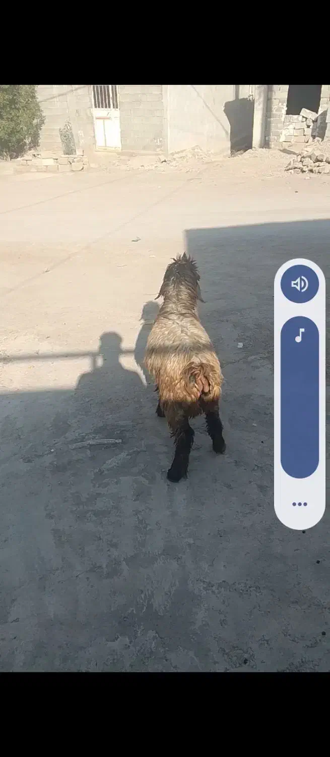 بره ماده چاق چاق|حیوانات مزرعه|مسجد سلیمان, |دیوار