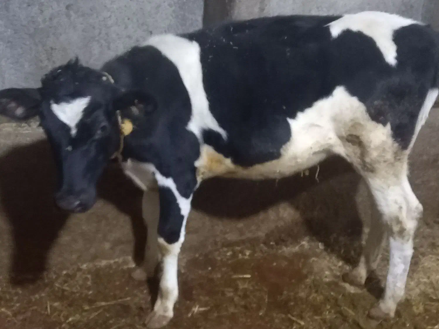 گاوه هولشتان با گوساله بزرگ|حیوانات مزرعه|هشترود, |دیوار