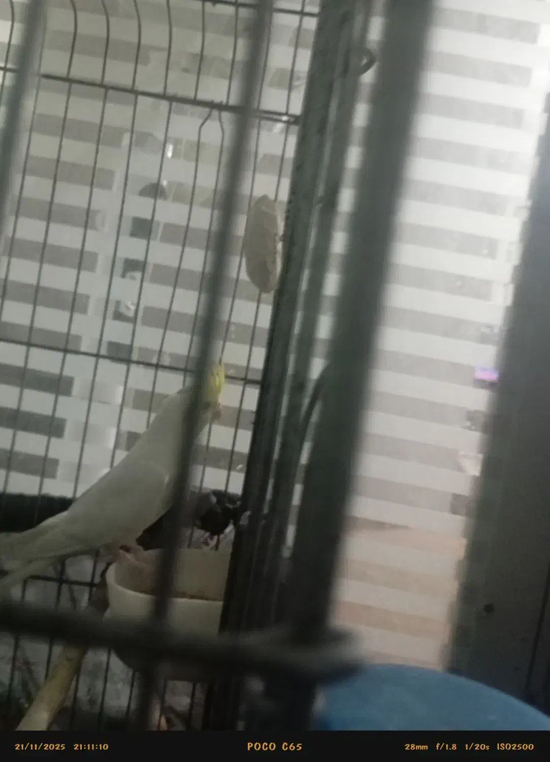 عروس هلندی بالغ|پرنده|پاکدشت, پاکدشت (مامازند)|دیوار