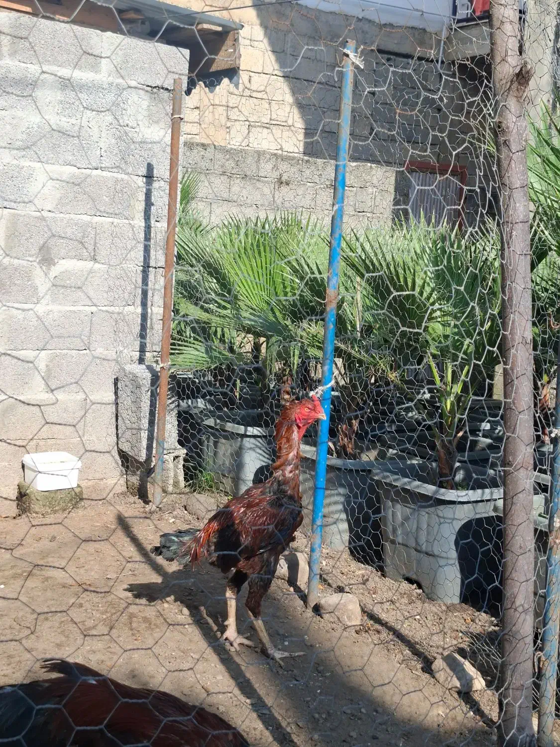 جوجه خروس لاری اصیل|حیوانات مزرعه|واجارگاه, |دیوار