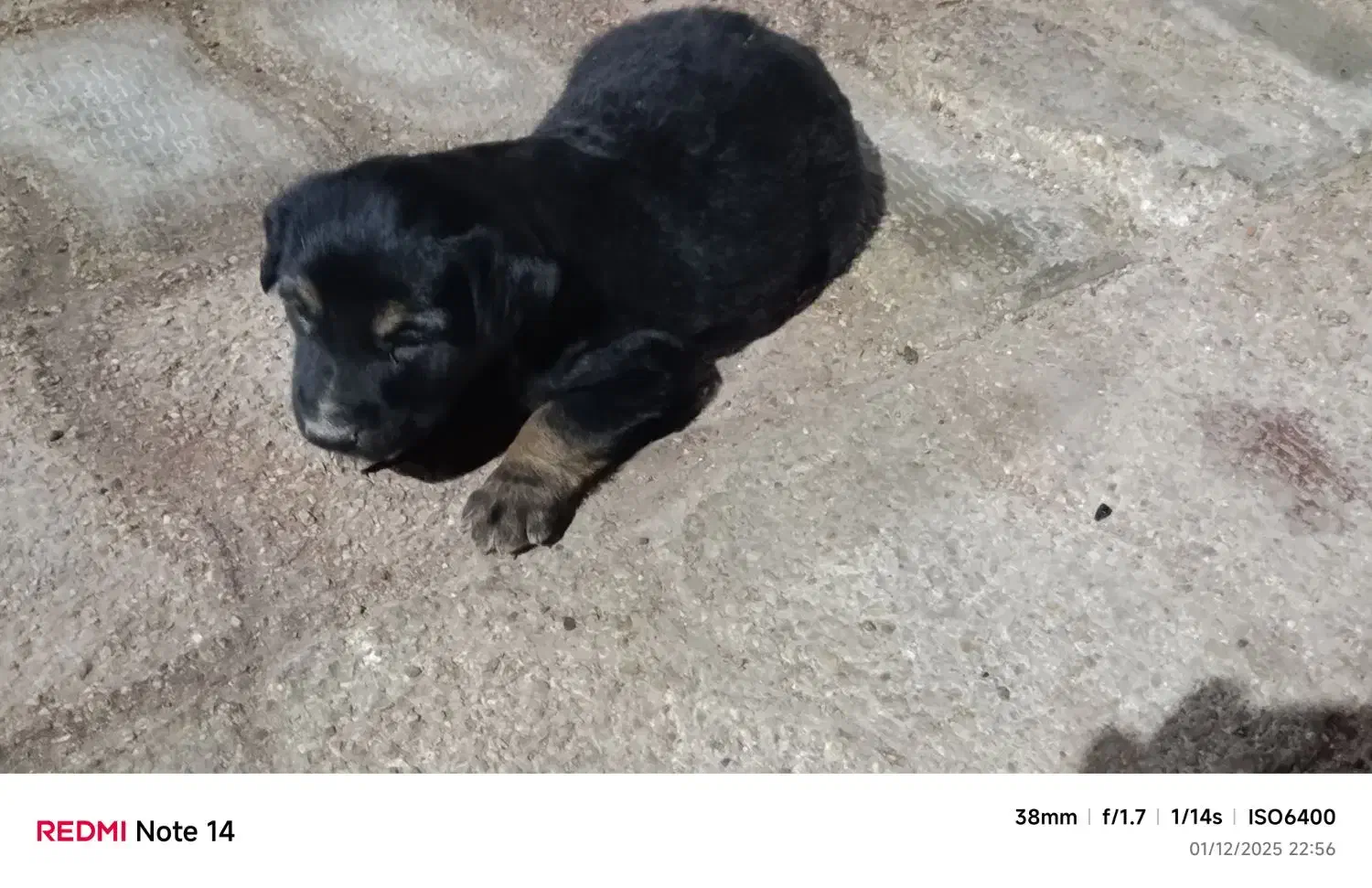 توله ژرمن فیس|سگ|خرمشهر, |دیوار