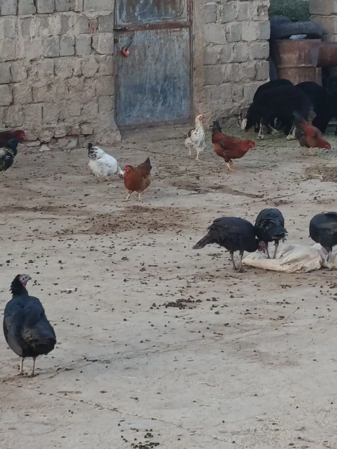 مرغ و خروس برای شب یلدا|حیوانات مزرعه|کشاورز, |دیوار