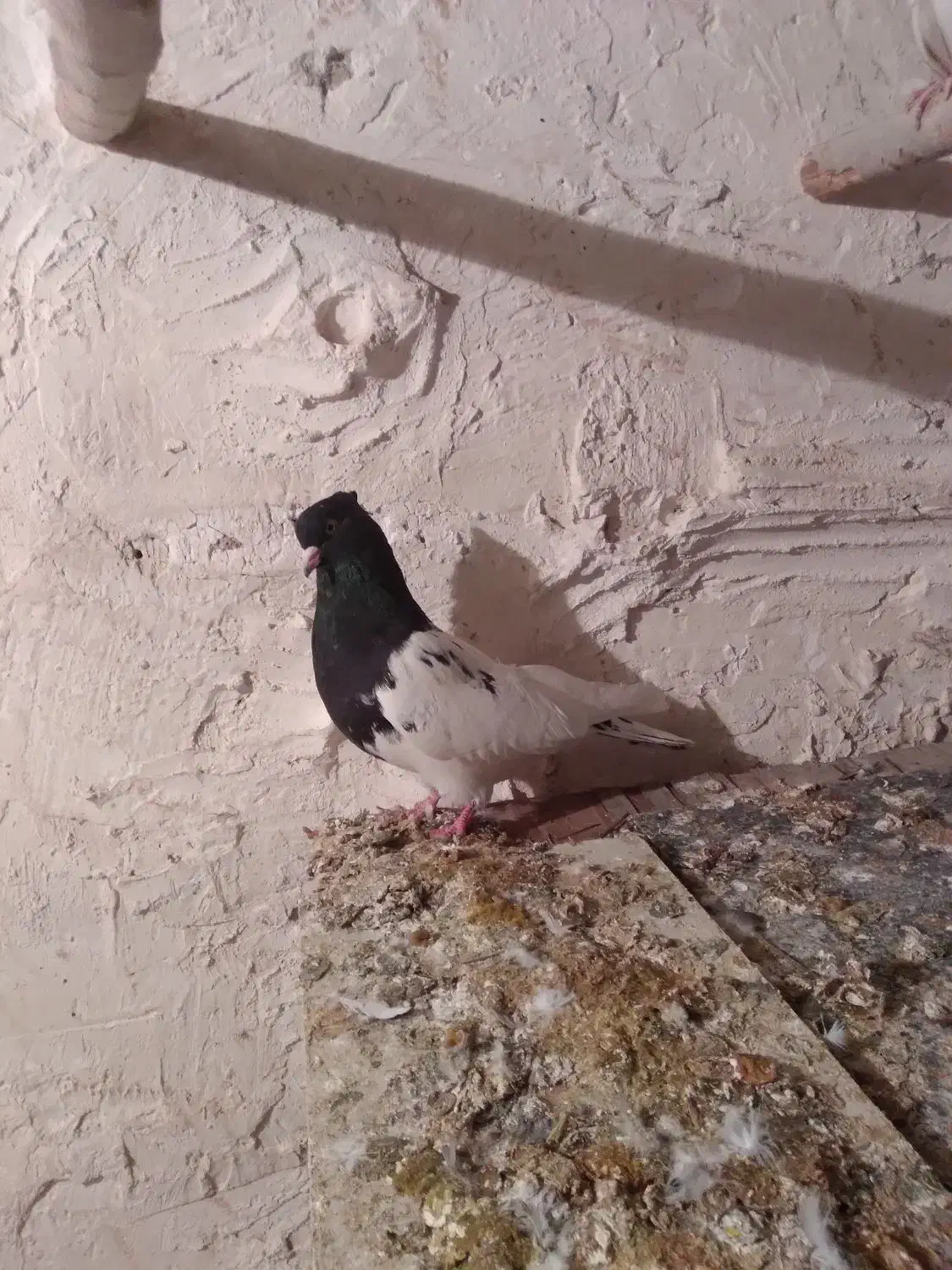 کله سیاه|پرنده|بیرانوند, |دیوار