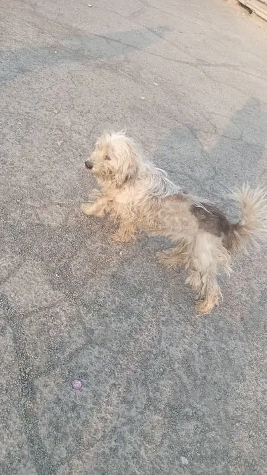 سگ پیدا شده|حیوانات|تهران, فلاح|دیوار