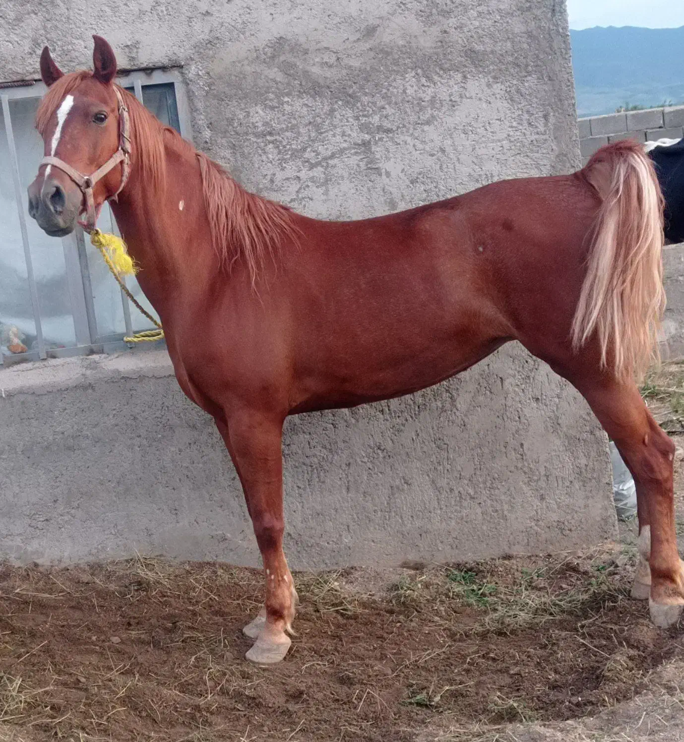 کره جمیل|اسب و تجهیزات اسب‌سواری|مرند, |دیوار