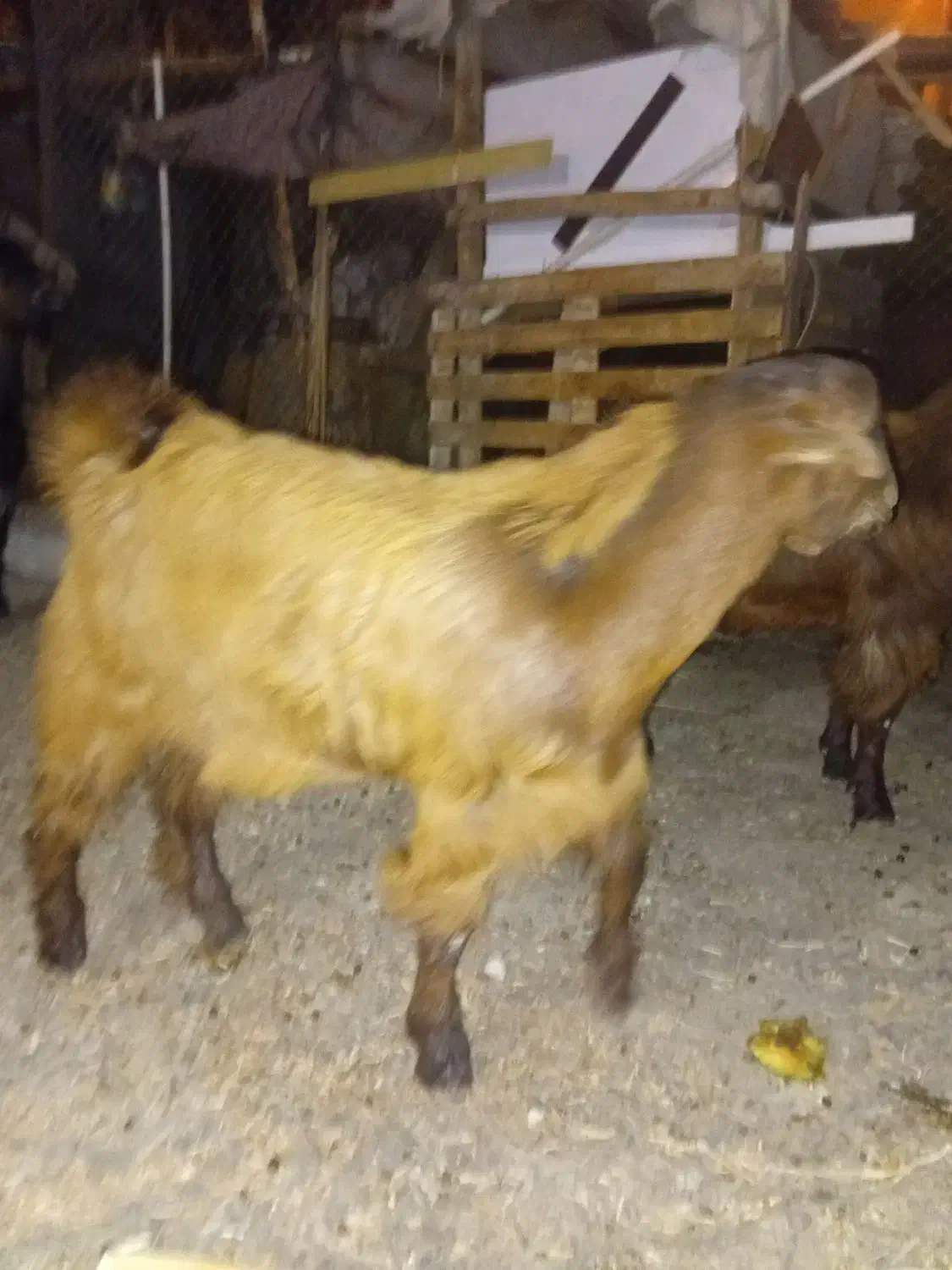 فروش کهره ، لطفا تماس|حیوانات مزرعه|جم, |دیوار