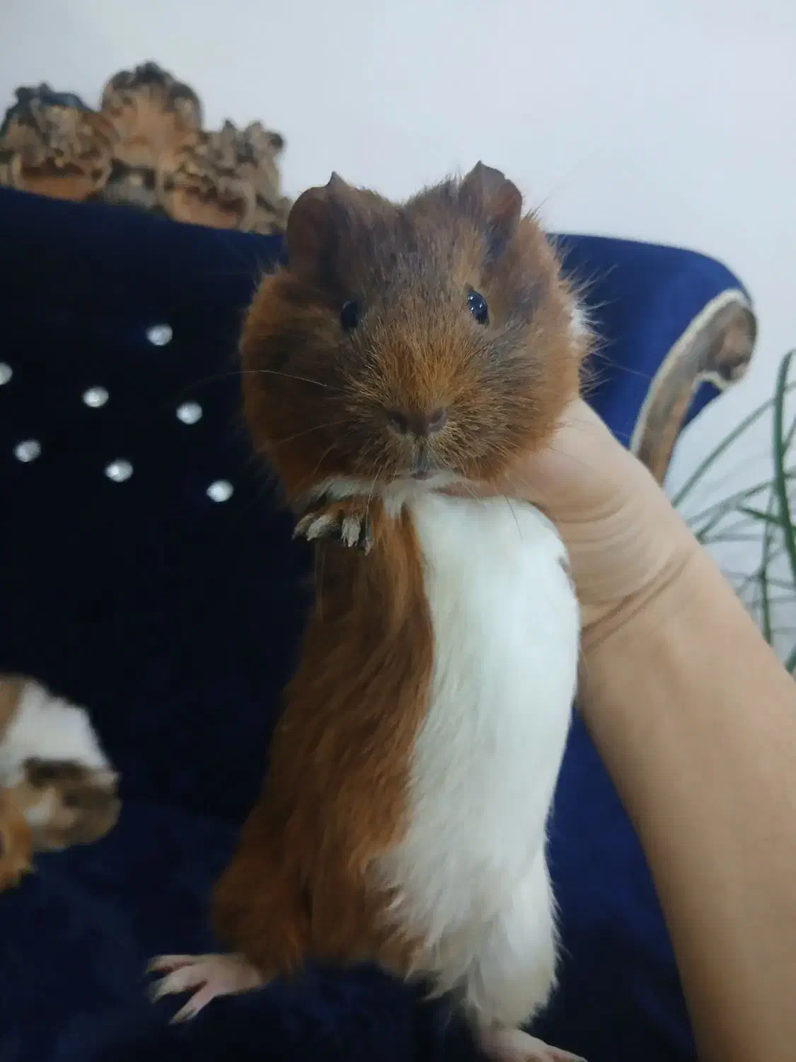 خوکچه هندی|موش و خرگوش|باسمنج, |دیوار