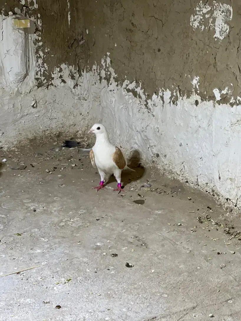 ماده دوکت|پرنده|زابل, |دیوار