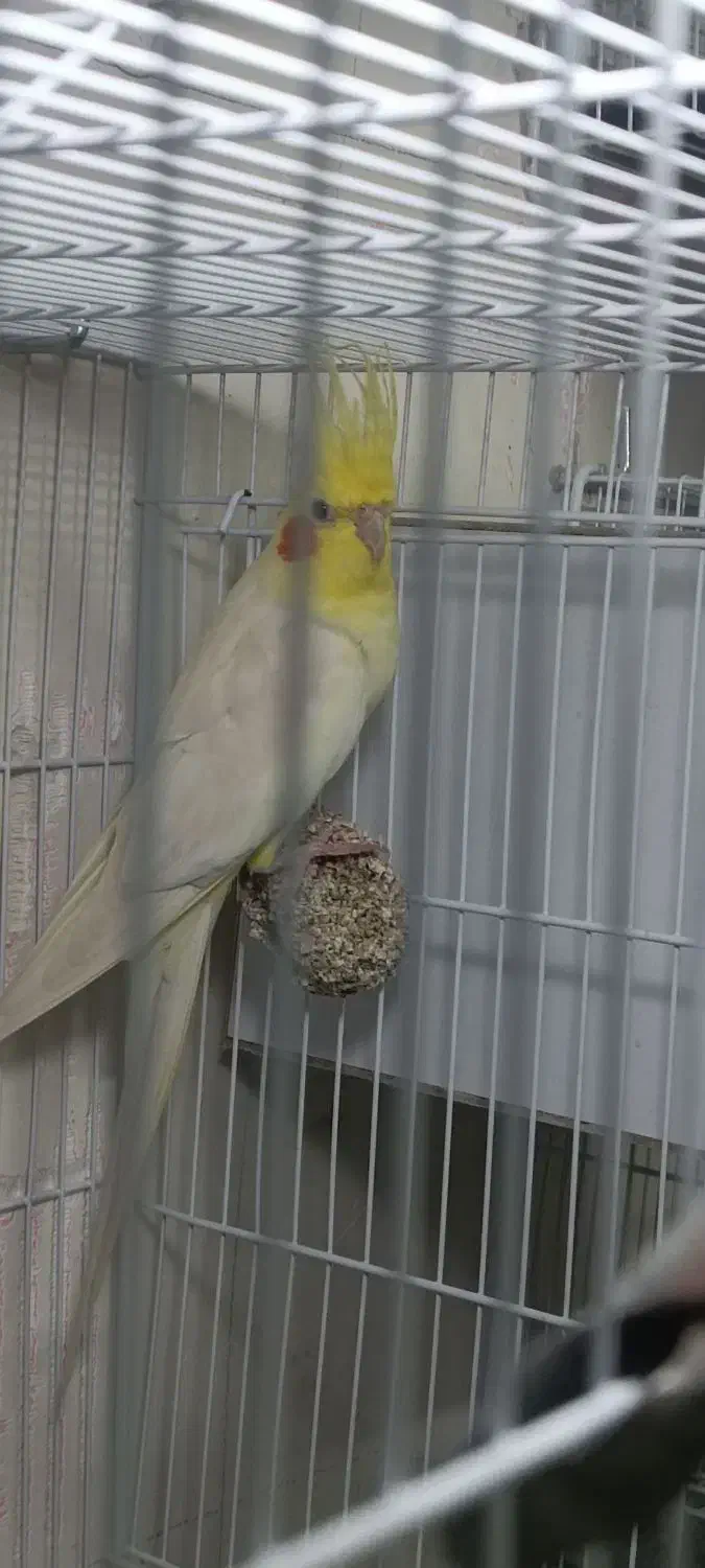 جفت عروس هلندی با جوجه|پرنده|مشهد, شهید قربانی|دیوار