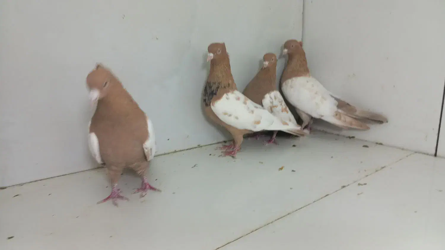 سینه زرد|پرنده|مشهد, عامل|دیوار