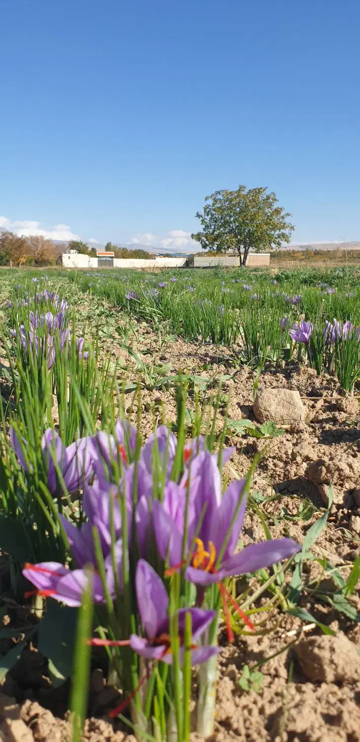 گل زعفران اعلاء|خوردنی و آشامیدنی|مرند, |دیوار