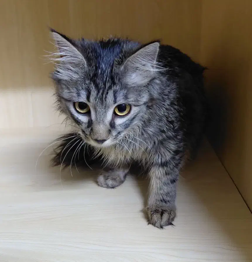 واگذاری گربه رایگان|گربه|تهران, بیسیم|دیوار