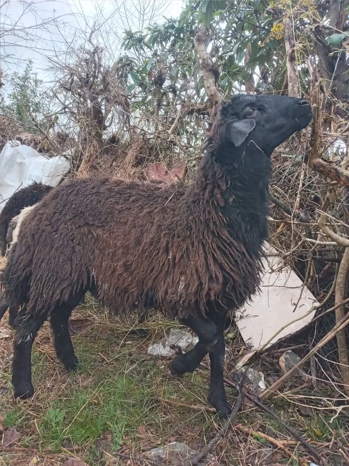 گوسفندهای نر رومانوف و افشار کیلویی ۴۰۰ تومن مقطوع|حیوانات مزرعه|لنگرود, |دیوار