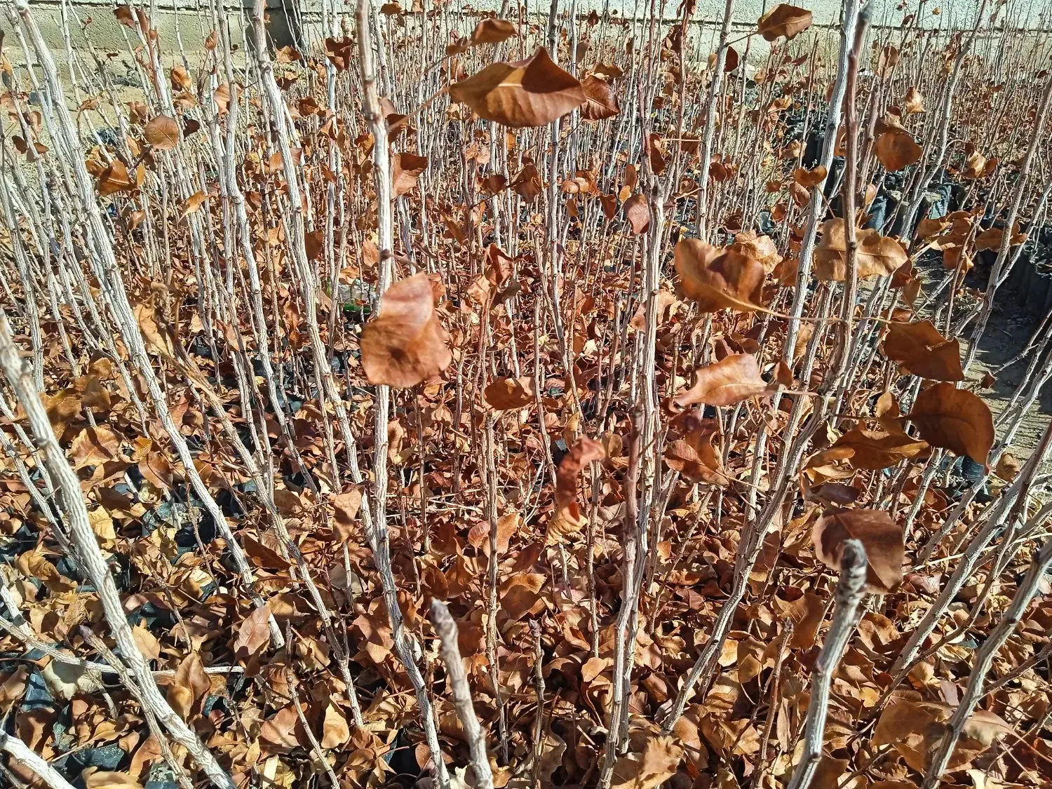 فروشی هست|گل و گیاه طبیعی|چترود, |دیوار