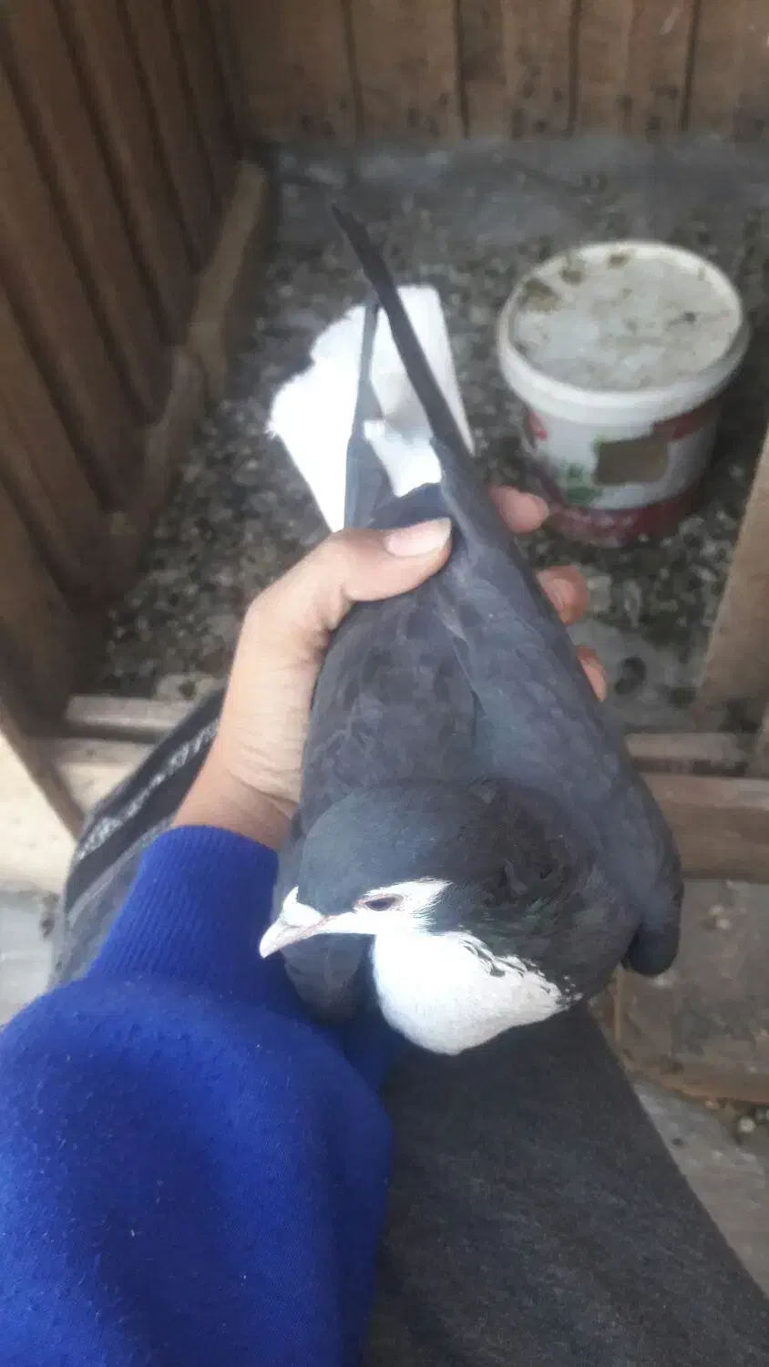 دوعدد کفتر|پرنده|اسفراین, |دیوار