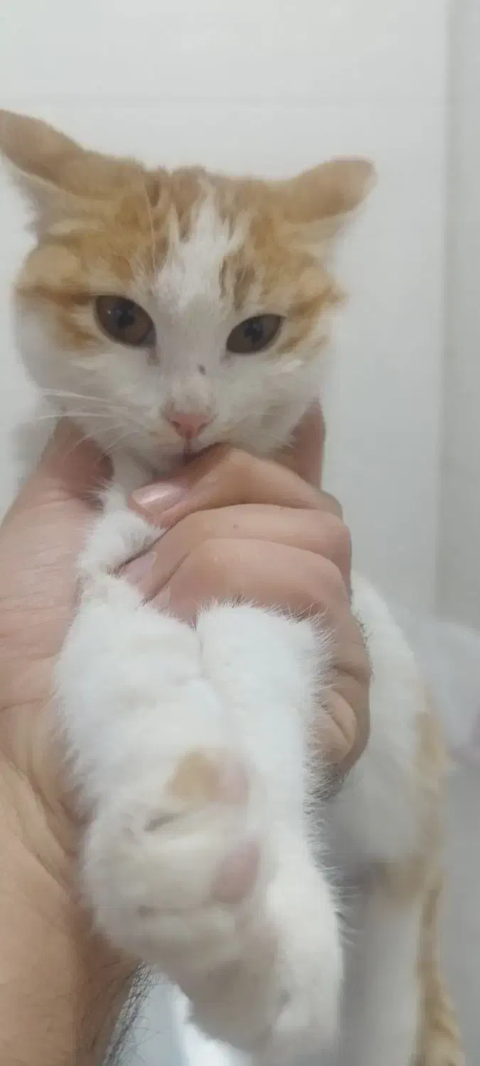 واگذاری رایگان بچه گربه|گربه|اسلام‌شهر, صادقیه|دیوار