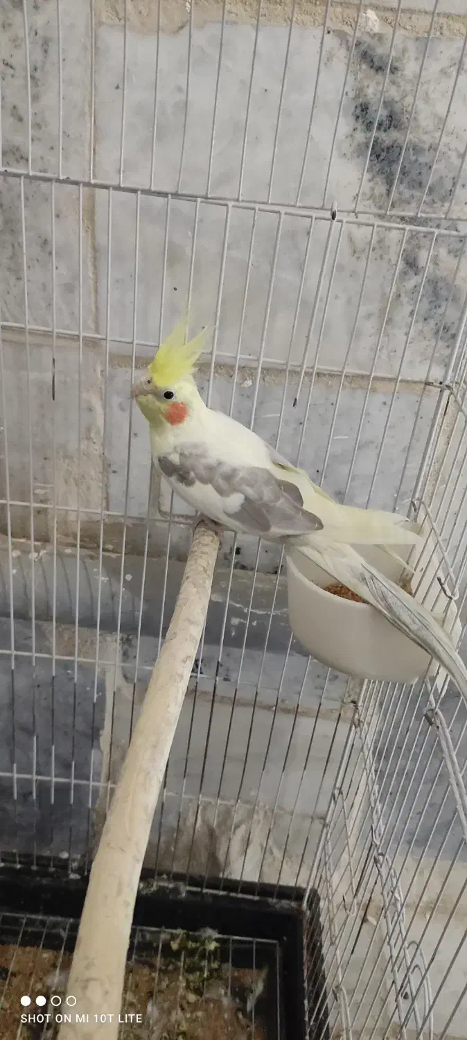 عروس هلندی نر|پرنده|شهریار, شهرک امیریه|دیوار