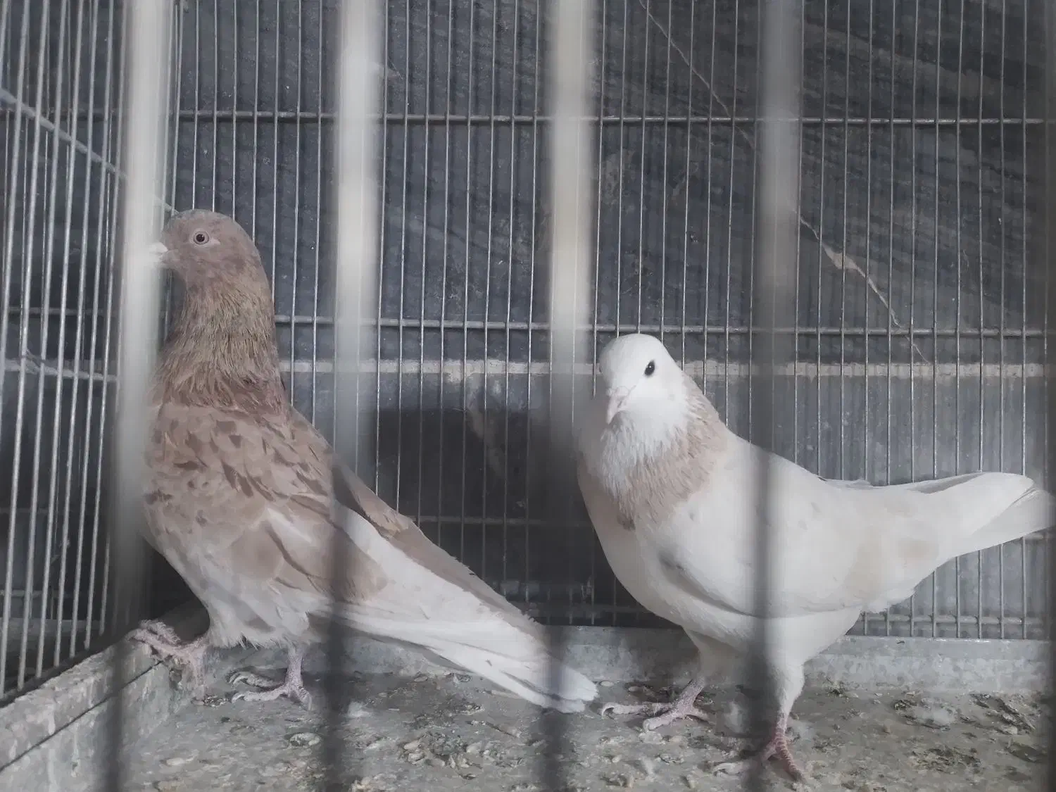 خ کبوتر پرشی|پرنده|بومهن, |دیوار