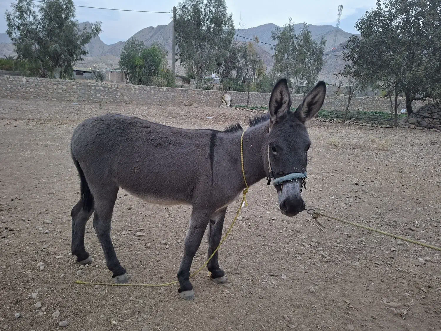 یک عدد الاغ باری|حیوانات مزرعه|دوگنبدان, |دیوار