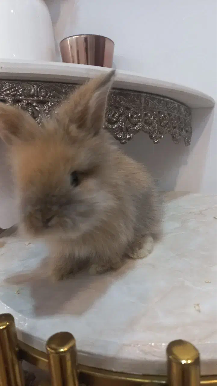 خرگوش لوپ|موش و خرگوش|اراک, |دیوار