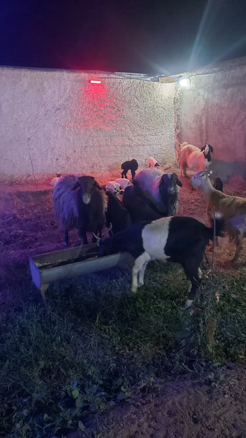 دو عدد قوچ درجه یک|حیوانات مزرعه|بادرود, |دیوار