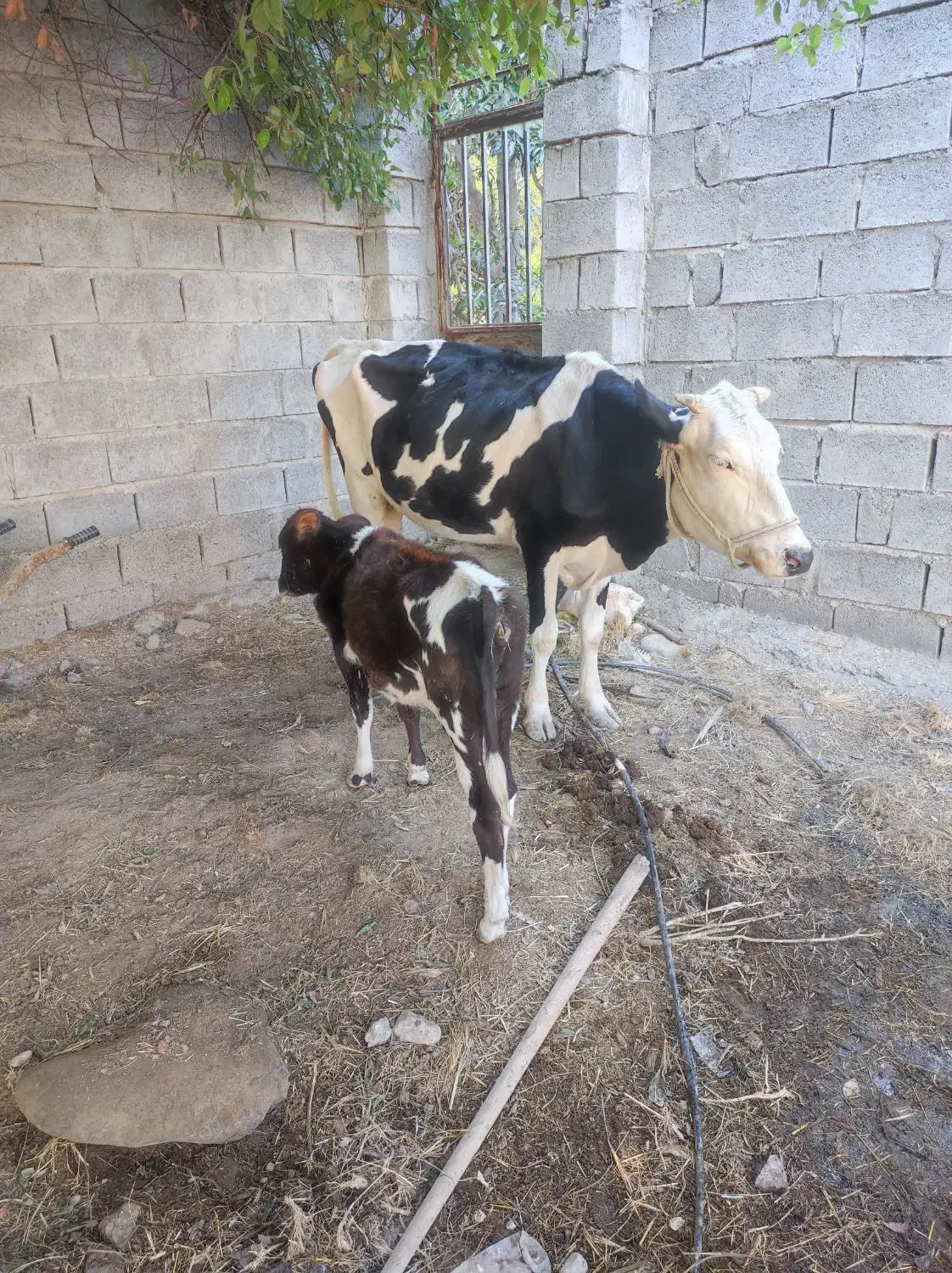 گاو داشتی|حیوانات مزرعه|میناب, |دیوار