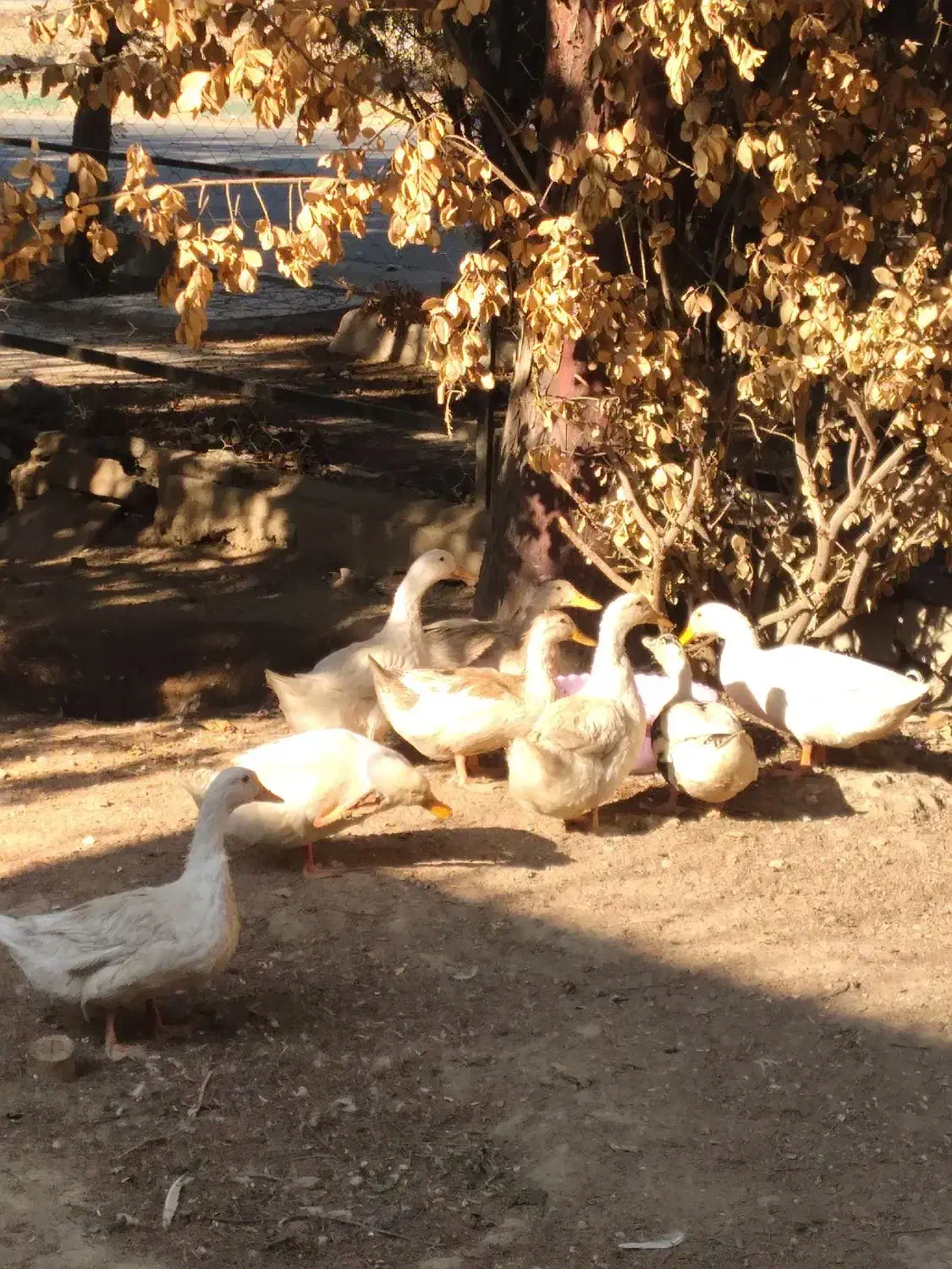 اُردک های رسمی خانگی.|حیوانات مزرعه|مشکین‌دشت, |دیوار