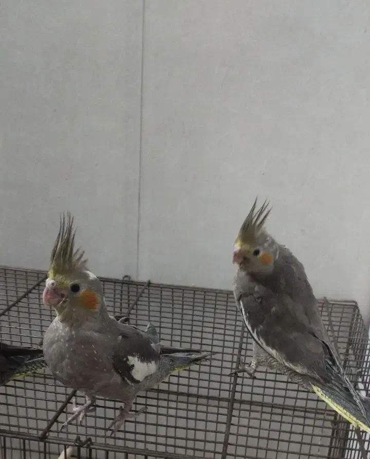 جوجه عروس هلندی|پرنده|یزد, |دیوار