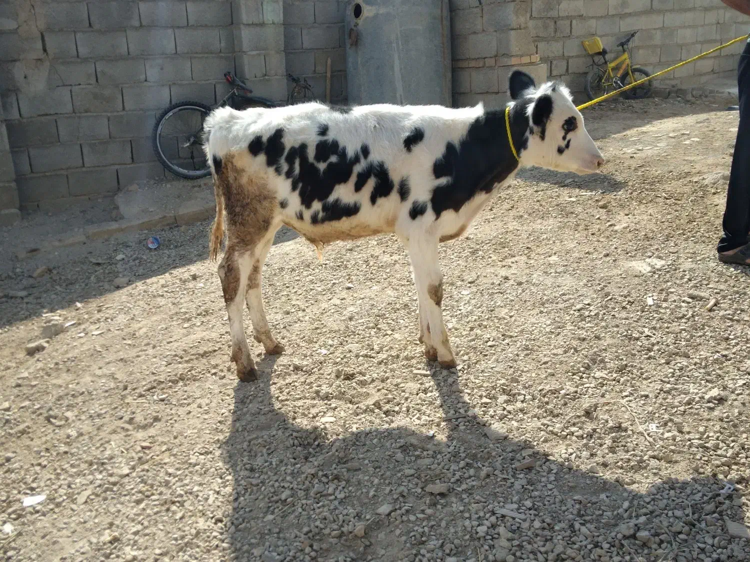 گوساله سمینتال|حیوانات مزرعه|بجنورد, |دیوار