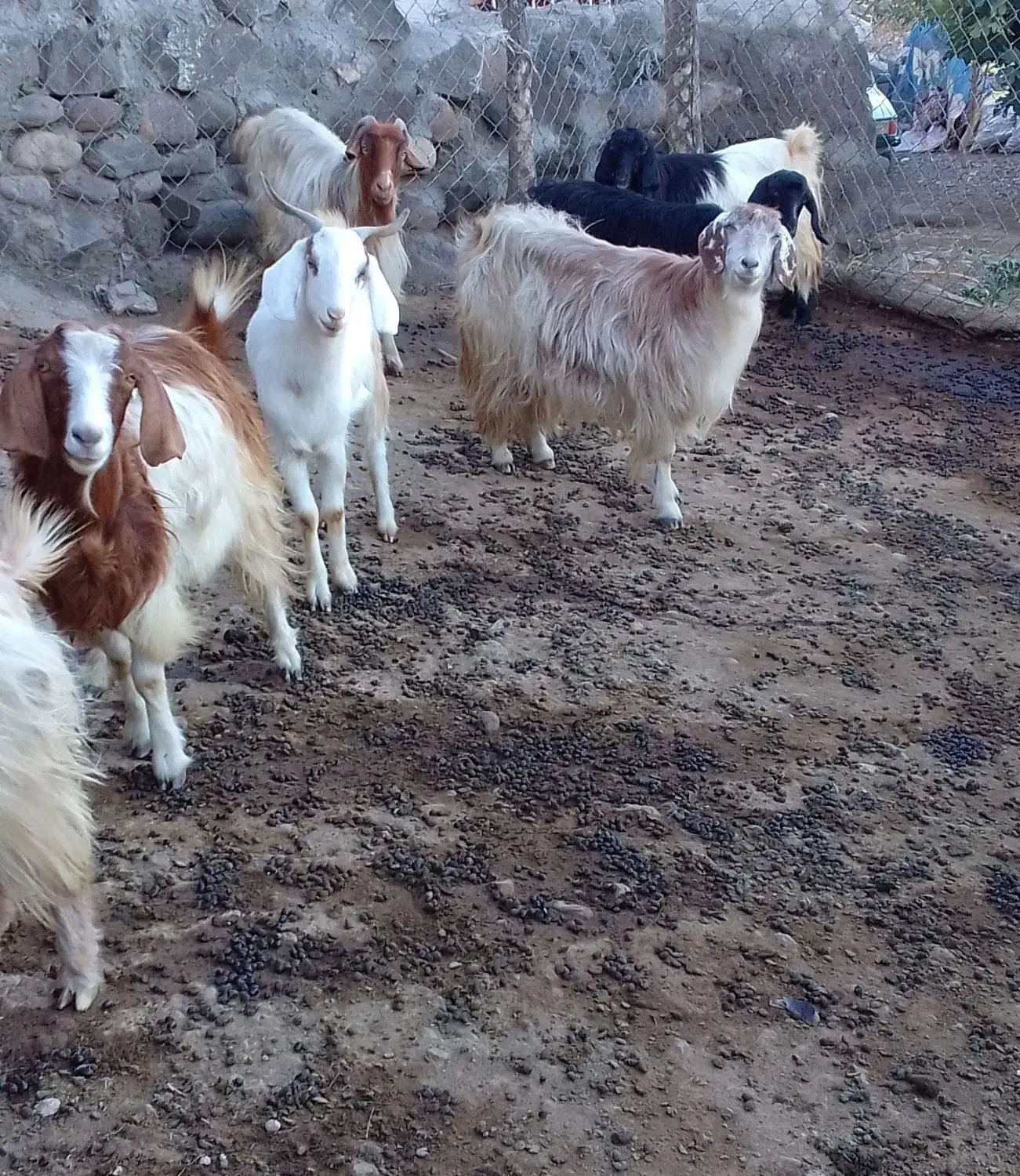 بزوبزغاله|حیوانات مزرعه|انگوت, |دیوار