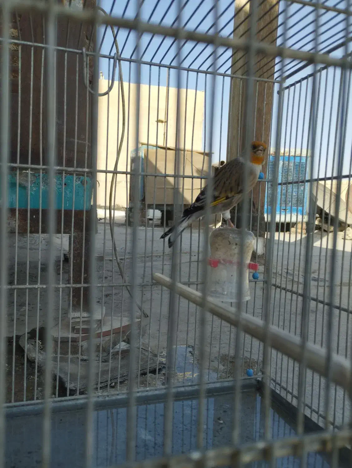 سهره قناری شاه تخم|پرنده|ری, دیلمان|دیوار