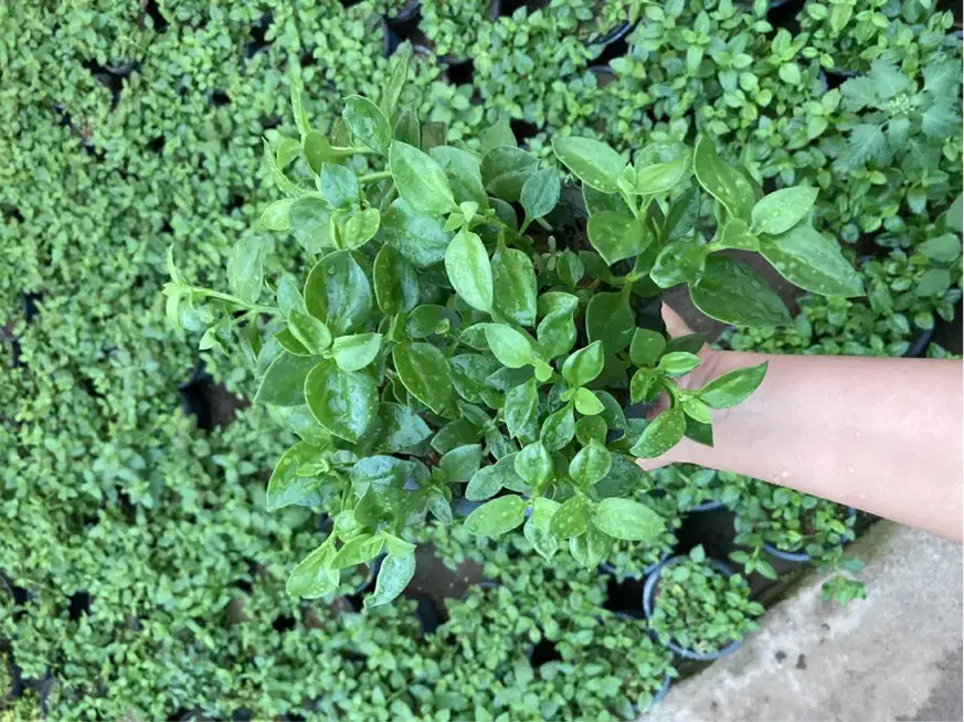 گل ناز ،برگ بیدی ، خرفه|گل و گیاه طبیعی|قم, شهرک فاطمیه|دیوار