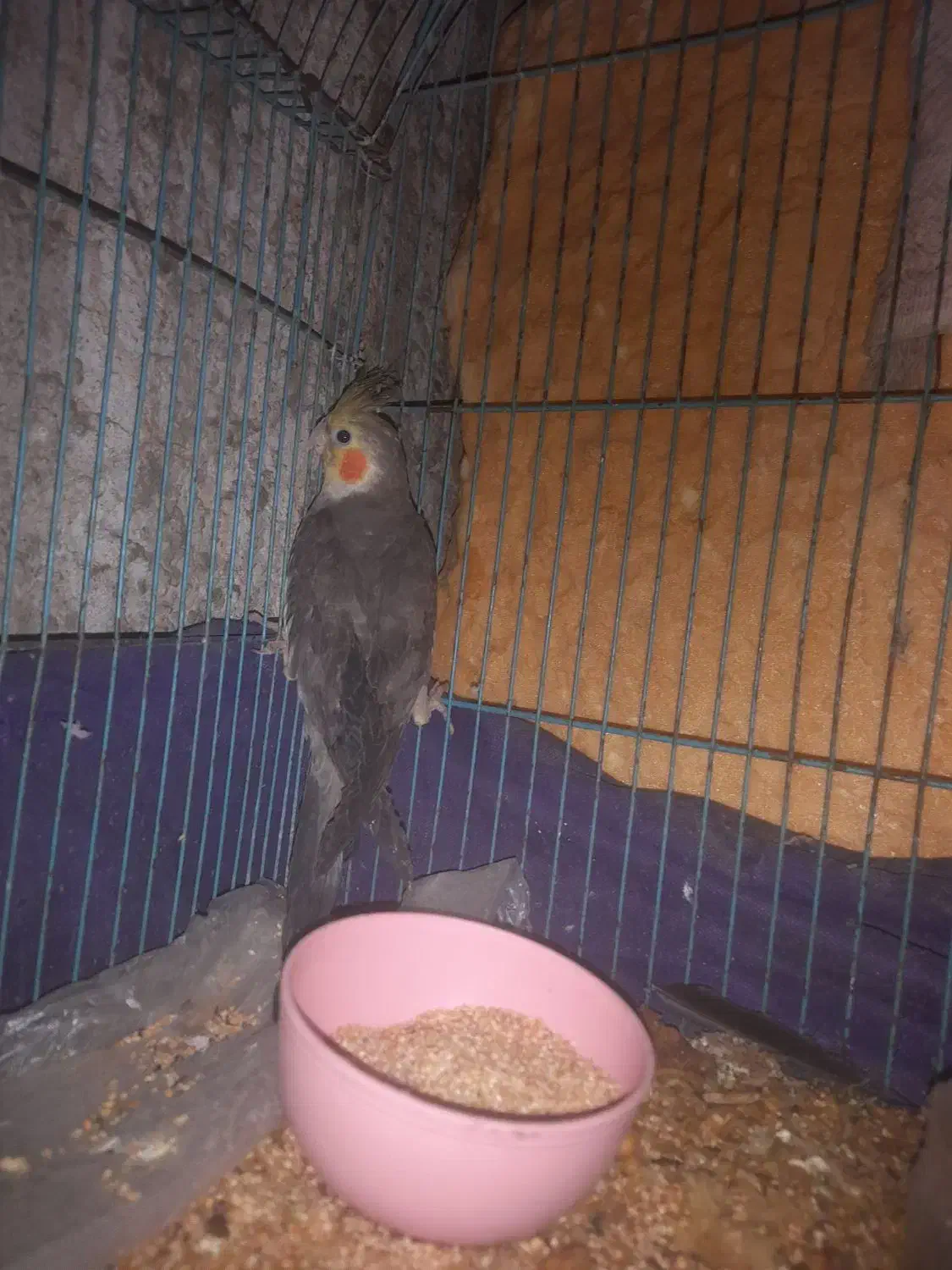 عروس هلندی نر|پرنده|ایرانشهر, |دیوار