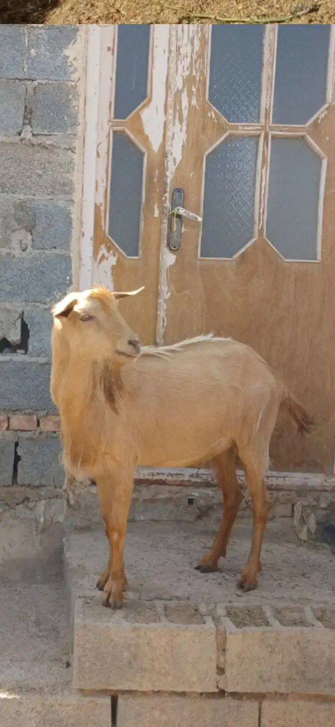 باسلام.گوسفندچاق،نروماده|حیوانات مزرعه|قائن, |دیوار