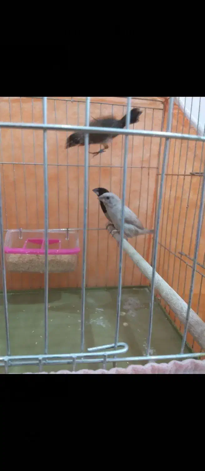 فنچ بنگالی|پرنده|اهواز, شهرک اکباتان|دیوار