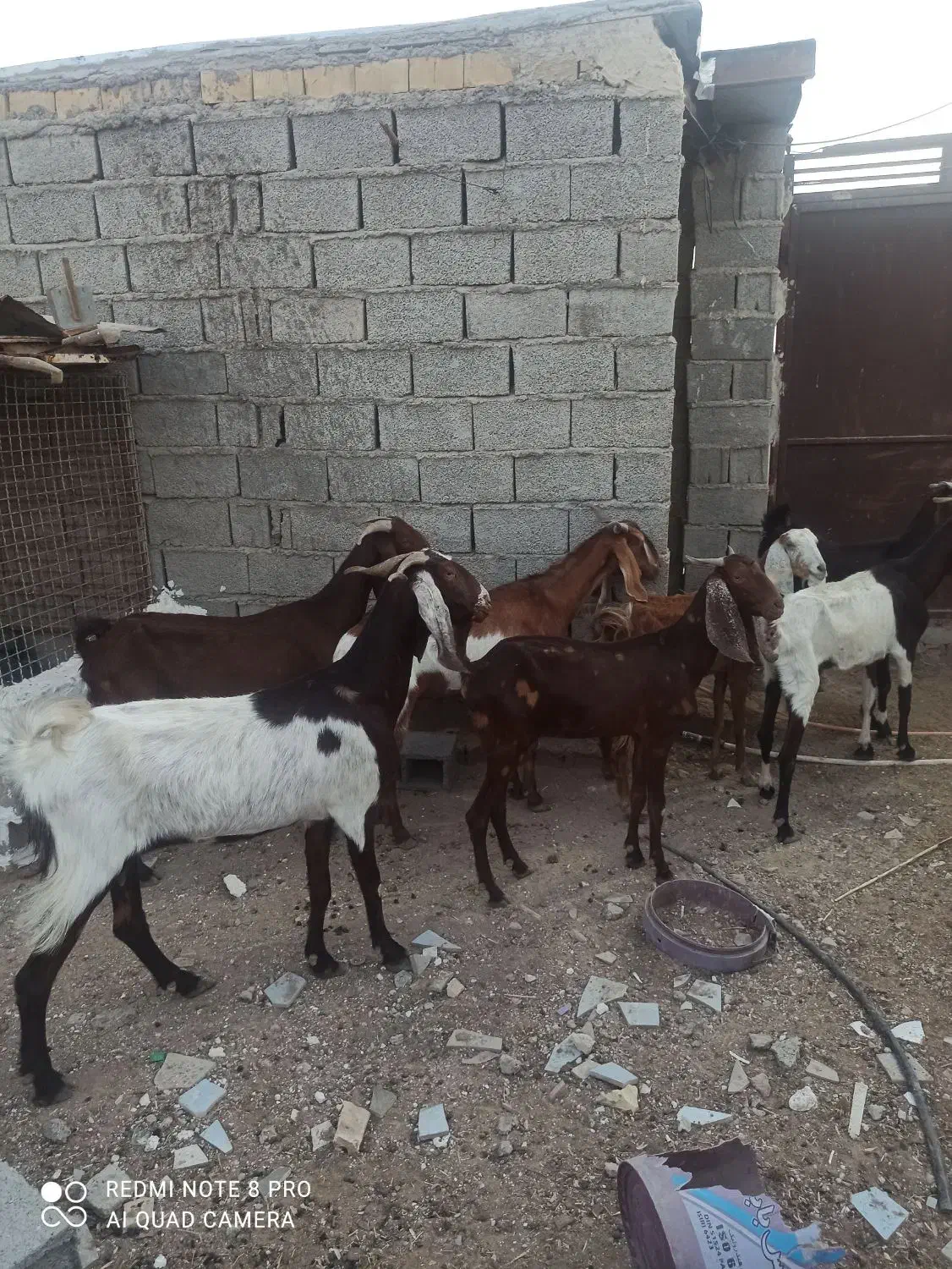 بز باردار|حیوانات مزرعه|خرمشهر, |دیوار