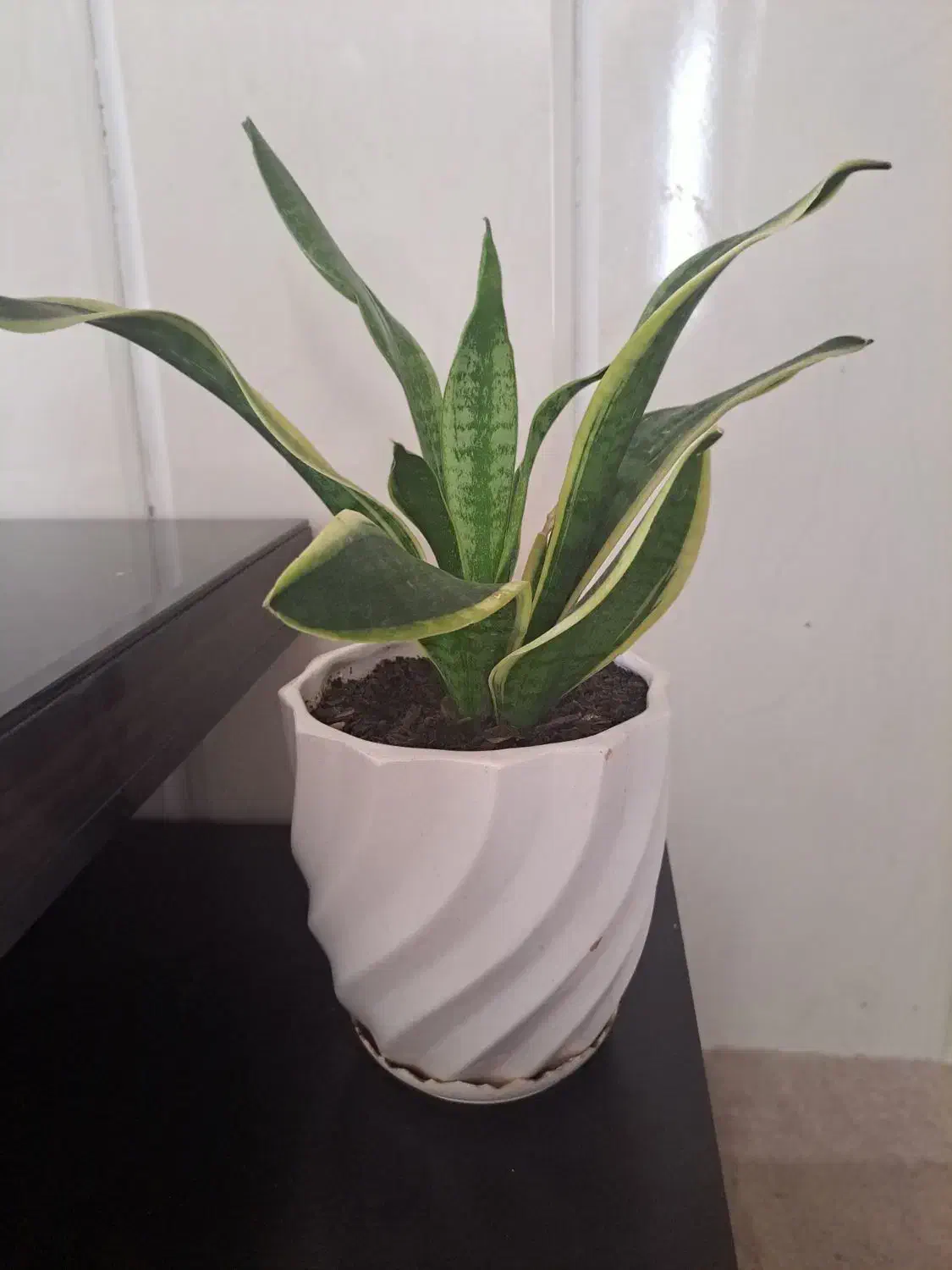 گل سانسوریا ابلق|گل و گیاه طبیعی|یاسوج, |دیوار