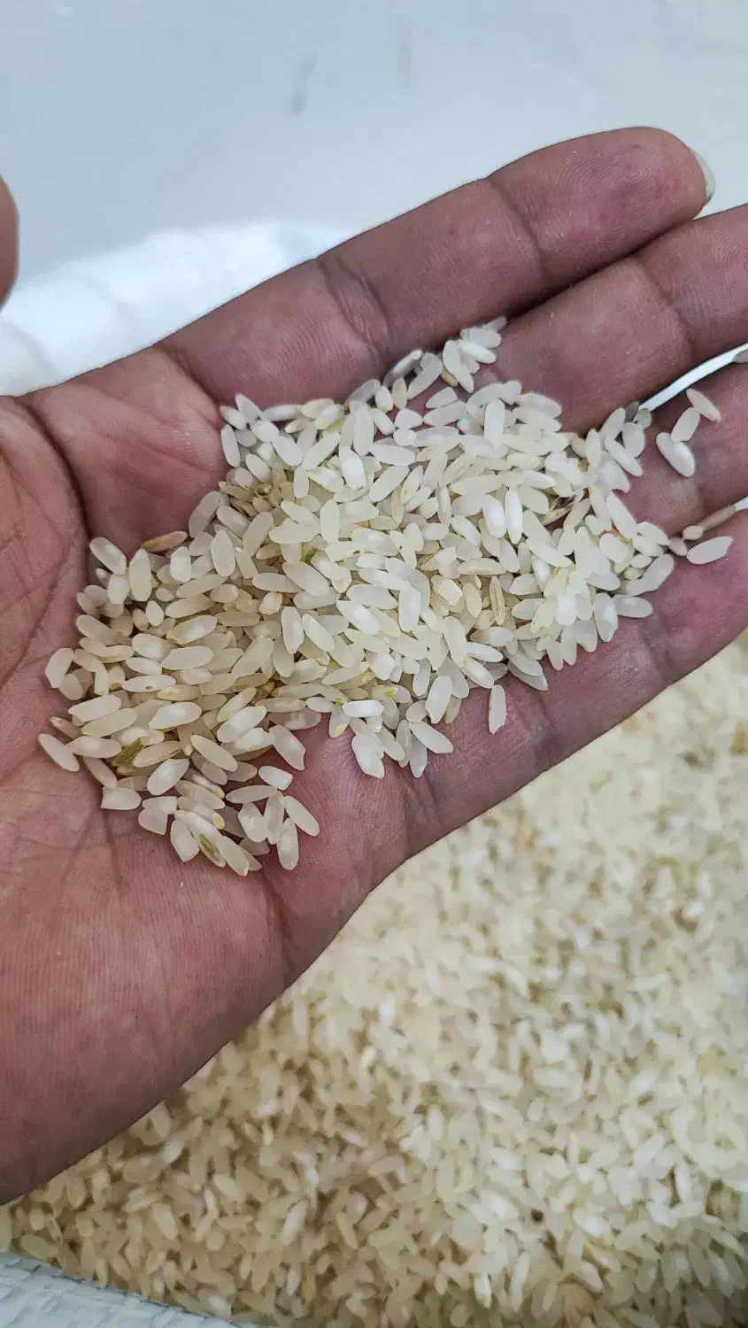 برنج کامفیروز اصل|خوردنی و آشامیدنی|بروجن, |دیوار