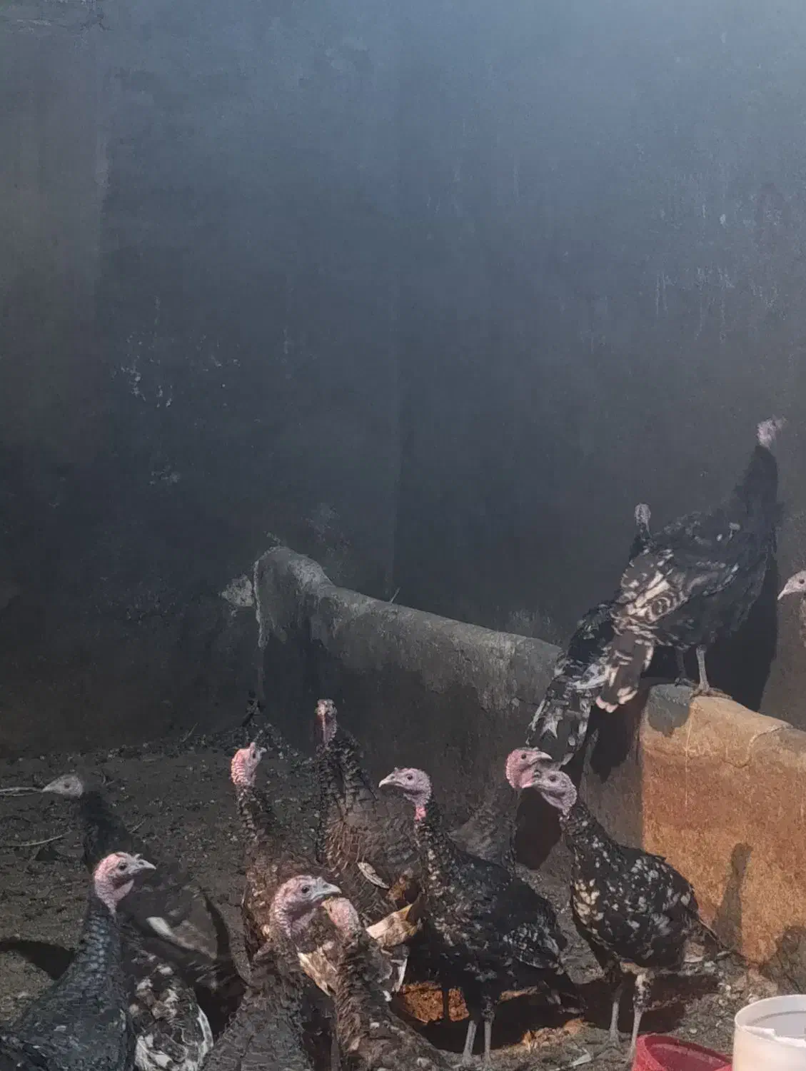 بوقلمون نرو ماده|حیوانات مزرعه|کبودرآهنگ, |دیوار