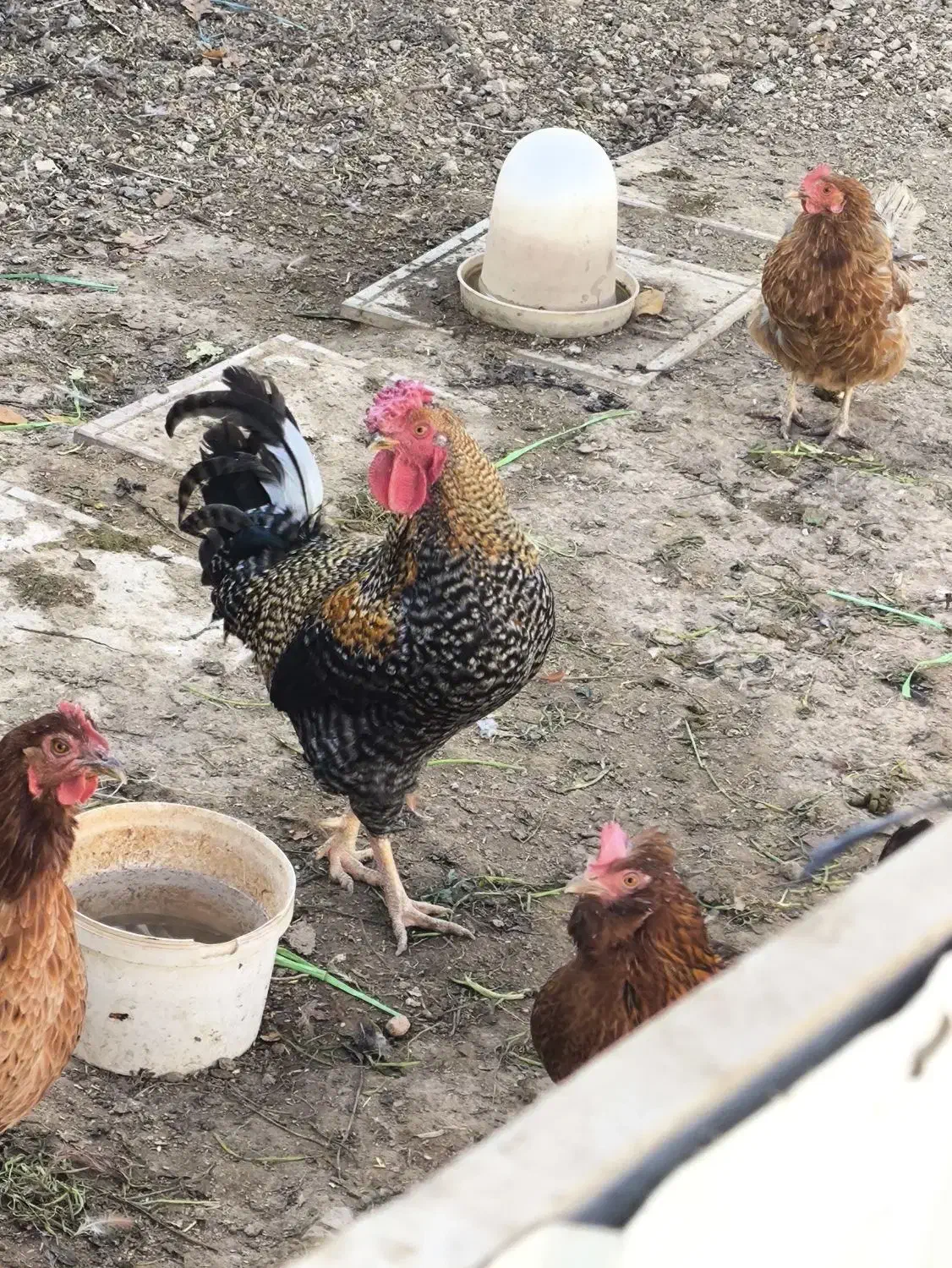 مرغ تخم گذار|حیوانات مزرعه|هرسین, |دیوار