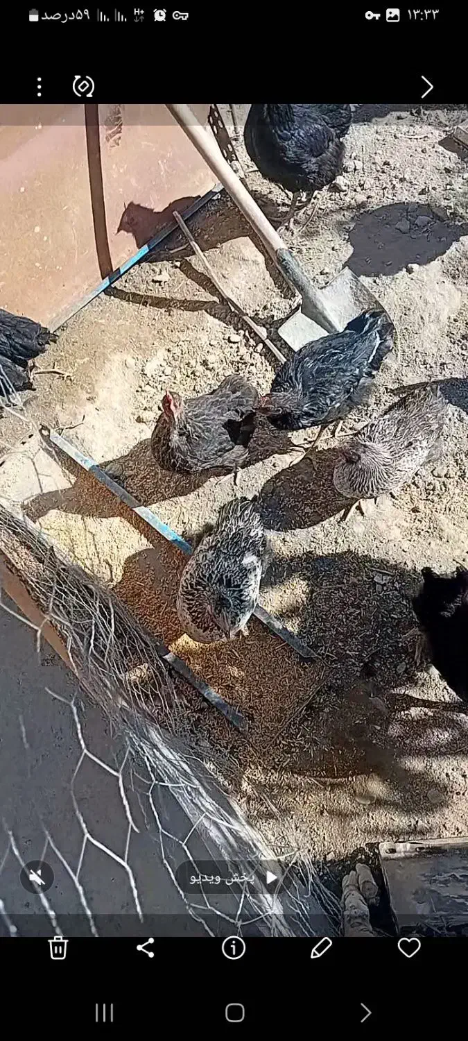 فروش ۲۰ دانه مامر|حیوانات مزرعه|دیواندره, |دیوار