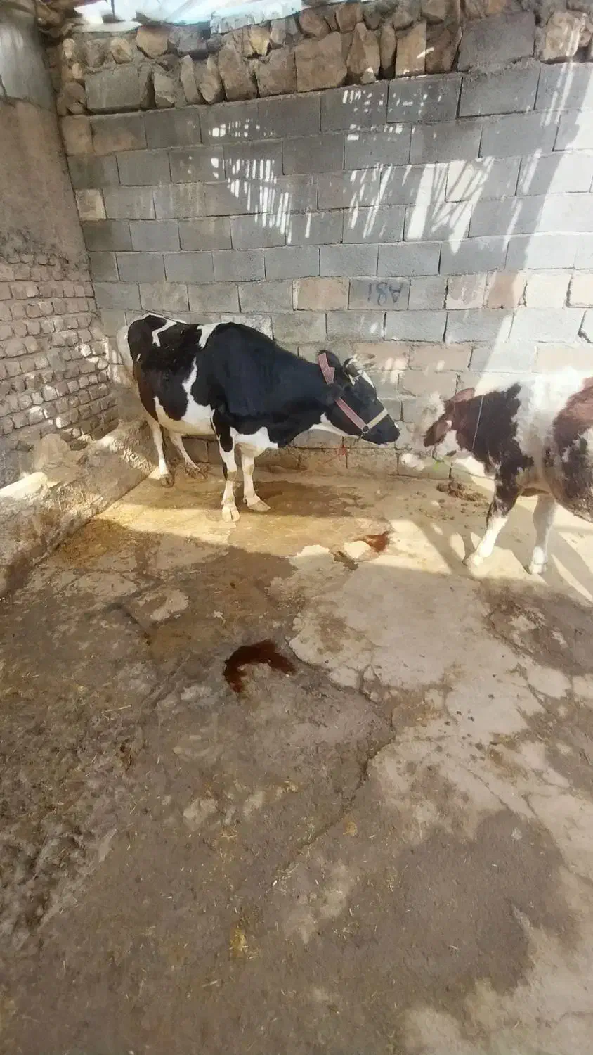 گاو و گوساله سیمیتال|حیوانات مزرعه|کوهدشت, |دیوار