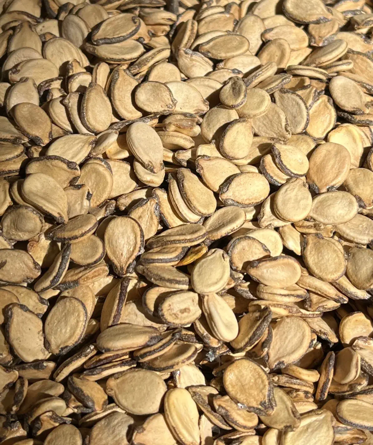 بذر هندوانه ونخود فرنگی زیر قیمت|خدمات باغبانی و درختکاری|آق قلا, |دیوار