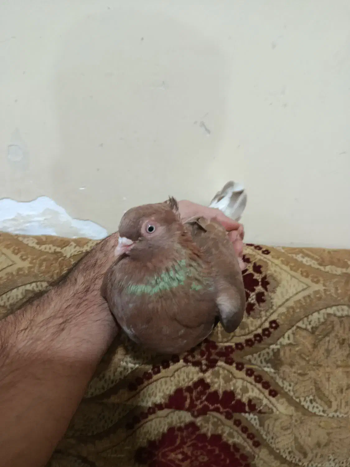 ماده سوسنی درجه یک|حیوانات|آبادان, |دیوار