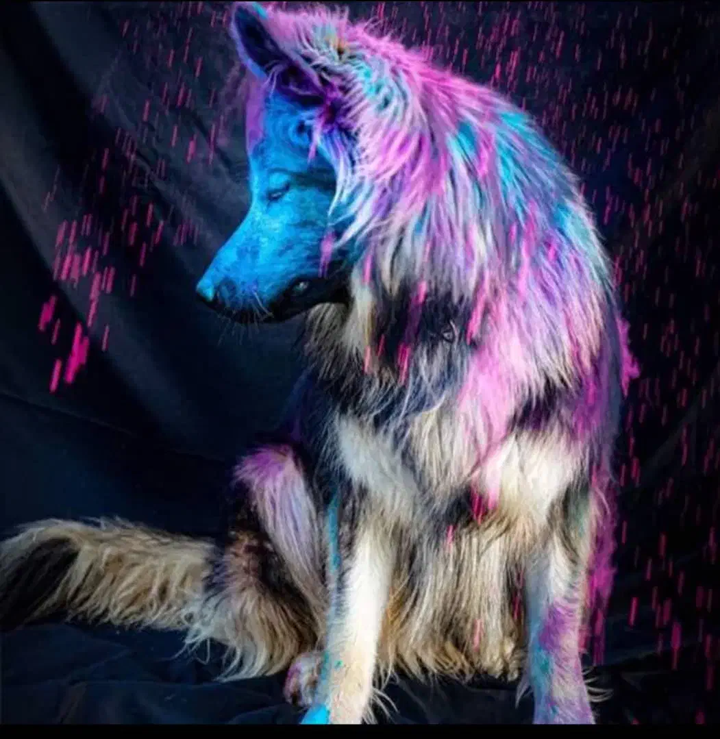 اموزش تخصصی سگ و مربی ، تربیت پانسیون گارد تضمینی|خدمات آموزشی|تهران, سعادتآباد|دیوار